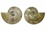Cut & Polished, Agatized Ammonite Fossil - Madagascar #328090-1